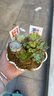 墨一儿童节多肉植物组合盆栽室内好养办公室桌面绿植小盆栽花卉 花瓣盆B（赠插牌5件套） 带盆栽好 实拍图