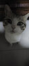 馋小汪猫条猫零食宠物金枪鱼三文鱼猫咪补水营养条成幼猫鲜肉湿粮包18g 【升级18g大容量】混合口味 150支 实拍图