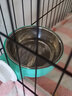柒哦猫碗狗碗双碗防打翻悬挂式宠物食盆不锈钢挂笼子猫粮饭盆兔子碗 青春绿小号【含不锈钢碗】 悬挂式猫碗 实拍图