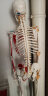 颐诺（ENOVO MEDICAL MODEL） 170CM人体骨骼肌肉模型 脊柱弯曲瑜伽健康骨骼标本 晒单实拍图