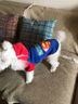 秋冬装狗衣服 小宠物 泰迪狗狗衣服 小型犬 春夏装幼犬衣服 前脚双脚衣服 萌宠服装 小犬外套 猫外套 带帽超人蓝色 XL适合背长35cm胸围49cm体重10-12斤 实拍图