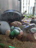 朴彩（PUCAI）南京雨花石原石天然石子鱼缸石头花盆彩色石子玛瑙鹅卵石 水草玛瑙2-3cm1斤约30颗A 实拍图