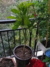 蓝馨花苑嫁接柚子树苗南方北方种植盆栽地栽阳台庭院果树苗柚子苗当年结果 沙田柚 5年壮苗 当年结果多多 实拍图