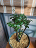 欧芽小叶紫檀盆景树苗紫檀树桩室内阳台盆栽花卉绿植植物z6 实拍图