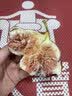 千果娘娘云南特产红皮无花果新鲜孕妇水果大果现摘即食煲汤火锅波姬红鲜果 红皮无花果5斤【单果40-80g】 实拍图
