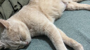 宠六一 猫咪玩具球 逗猫球 静音弹性涤纶毛绒球 解闷自嗨 毛球 猫猫 绒毛球 直径3cm 混色10个 实拍图