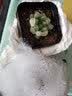 墨一玉露多肉植物带盆栽好蓝镜玉露办公室桌面盆栽植物花卉教师节礼物 琥珀玉露 带盆栽好 实拍图