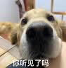 雪貂留香雪貂狗狗沐浴露 美国雪貂留香宠物浴液狗香波泰迪金毛比熊沐浴露 红毛专用500ML 1瓶 实拍图