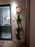 艺植艺品室内盆栽植物大型绿植公司办公室门店开业装饰净化空气盆景 巴西木高1.3-1.4随机瓷盆 实拍图