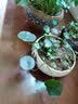 源老舍无孔水培花盆铜钱草花盆陶瓷水仙花睡莲碗莲荷花水培容器一叶莲盆 富春山居-8寸 实拍图