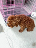 伊萨珍品狗粮成犬幼犬泰迪金毛比熊拉布拉多全犬通用型狗粮 珍品幼犬粮5kg 实拍图