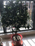 苏艺缘盆栽茶花苗 四季常青香妃茶花盆栽花期带花苞 浓香型庭院室内好养 五色茶花(强力推荐) 8年苗树形好【主图款开花爆满】 实拍图