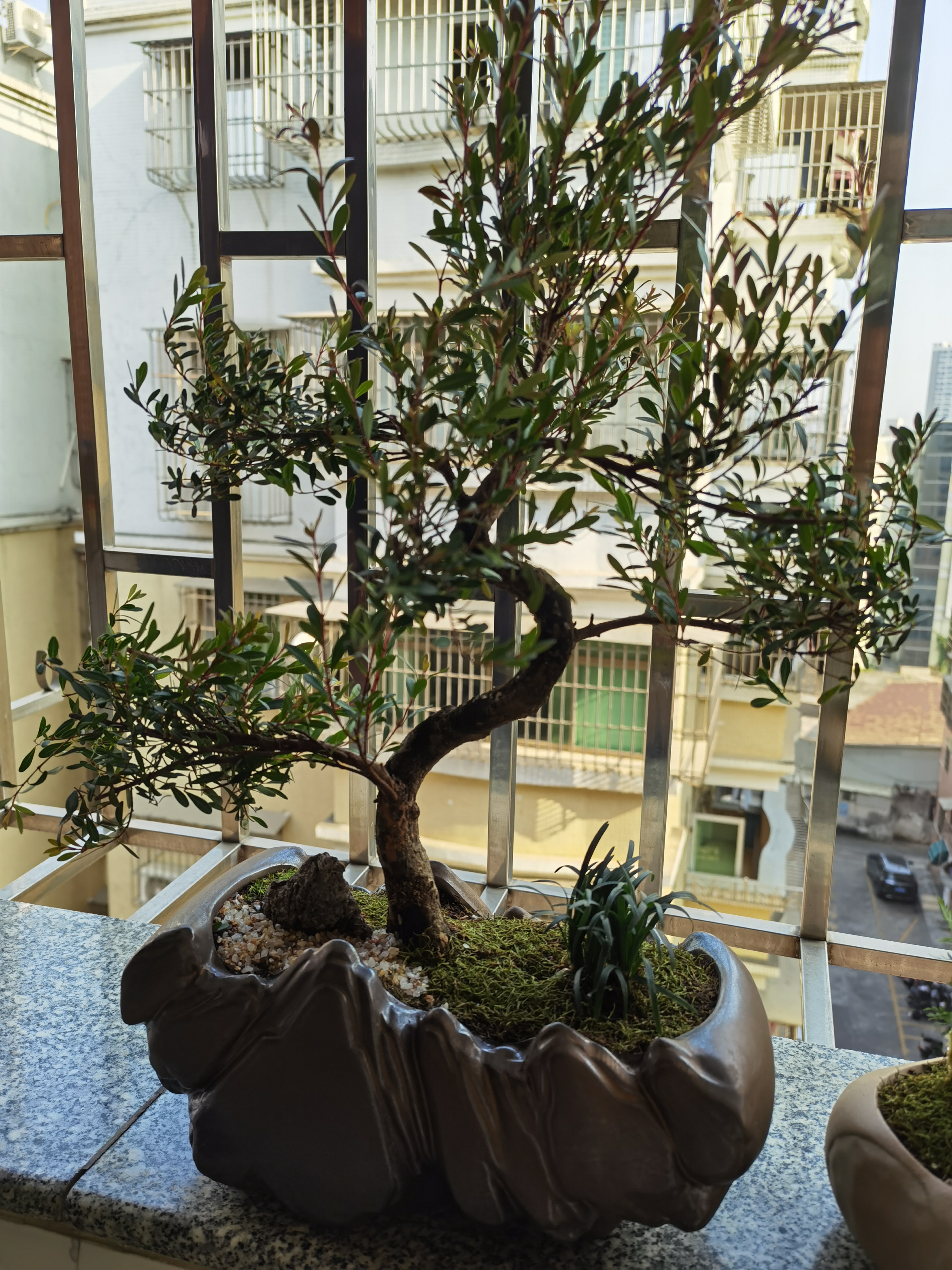 自然空间赤楠盆栽绿植盆景 日照金山造型赤楠+225座+马+2营养液 源头直发 实拍图