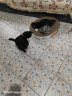 柒哦猫项圈猫咪蚊虫怕怕圈狗狗脖圈猫圈宠物项圈宠物用品 红色招财猫项圈【适合15斤内】 实拍图