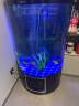 乐淘逸宠乐淘逸宠淡水鲨鱼活体热带观赏鱼大型虎头鲨龙鱼配鱼 8-10cm蓝鲨5条送1备损 晒单实拍图