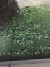 西洲曲鱼缸水草种子生态玻璃瓶植物种籽孑水培阴性真草装饰造景套餐懒人 大对叶水草1万粒+营养液 实拍图