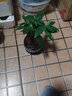 花友发财树盆栽办公室盆栽室内客厅桌面绿植小盆景发财树植物花卉 黑福瓷盆+三杆发财树 实拍图