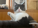 派得猫砂  原味豆腐猫砂活性炭混合猫砂多规格易可冲厕所 活性炭豆腐混合猫砂2kg*4袋 实拍图