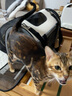 PETSFIT宠适猫包便携外出大容量猫咪背包透气宠物包斜挎包狗出行包可折叠 雪花灰【单拓展】 M【16斤内50*30*33cm】 实拍图
