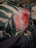 花花公子（PLAYBOY）磨毛床上四件套纯棉ins风全棉男女单人宿舍床单被套1.5m1.8m套件3 百花园 2.0米床单四件套【被套200*230】 实拍图