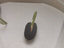 春草碧 菊花花草种子除虫菊庭院阳台盆地栽水培绿植花卉碗莲子荷花种子 白晶菊种子200粒套装【含盆土】 实拍图