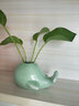 京卫家居水培陶瓷摆件 创意鲸鱼大象青瓷小花瓶 茶道花插时尚个性花器 鲸鱼-梅子青 实拍图