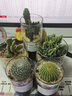 开时果 多肉植物仙人球仙人掌小盆栽桌面植物 肉肉组合办公室内绿植花卉 【5盆自选】组合多肉植物 实拍图