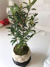 幼薇茉莉花盆栽花苗四季常青植物室内花卉开花不断绿植盆栽 小叶栀子花+莲花盆+圆形底盘 带盆栽好 实拍图