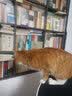 猫苑 猫乘（宣纸线装 一函2册 清赏丛书） 实拍图