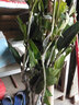 君扬广西芒果树苗 青皮芒果嫁接苗台农贵妃澳芒 家庭盆栽金煌桂七凯特 金煌芒果苗 一年苗40CM高（带土带叶） 实拍图