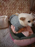SLPC狗狗衣服小型犬泰迪衣服两脚卫衣猫咪服装比熊博美法斗宠物衣服 灰色 XXL（12-18斤左右） 实拍图