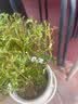 清香胡椒木绿植5年大苗四季长青会发出清香的植物清香木防蚊虫驱蚊草花卉室内客厅办公室桌面绿植不含盆  推荐五年苗 实拍图