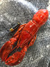 海唤 熟冻波士顿大龙虾 海鲜大虾 350g-400g*1只 礼盒装 海鲜礼盒 实拍图