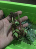 春草碧 菊花花草种子除虫菊庭院阳台盆地栽水培绿植花卉碗莲子荷花种子 白晶菊种子200粒套装【含盆土】 实拍图