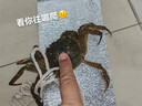 【活蟹】神行大闸蟹现货全母蟹鲜活去绳足重螃蟹生鲜河蟹海鲜礼盒 全母蟹2.3-2.6两 12只 实拍图