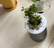 墨一薄荷盆栽玻璃盆新鲜薄荷叶室外好养桌面植物 薄荷玻璃盆 源头直发 实拍图