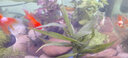 云峰海瑞 鱼缸造景真活体水草草坪水草种子鱼缸草缸造景水族箱装饰前景 迷你矮珍珠网片（7x7cm）1份 实拍图