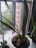 超香兰花 红贵人浓香型盆栽四季好养建兰花卉绿植兰草兰花苗 红贵人1苗 不含盆 实拍图