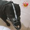 唐宠 狗嘴套 防咬防叫 大型犬 狗狗嘴套 防乱吃狗套防狗叫 中大型犬止吠器 金毛狗嘴罩 反光款黑色 XL-建议80-120斤 实拍图