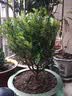 清香胡椒木绿植5年大苗四季长青会发出清香的植物清香木防蚊虫驱蚊草花卉室内客厅办公室桌面绿植不含盆  推荐五年苗 实拍图