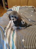 SLPC狗狗衣服小型犬泰迪衣服两脚卫衣猫咪服装比熊博美法斗宠物衣服 墨绿色 M（4-6斤左右） 实拍图