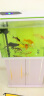 琅河水族 锦鲤鱼活体 冷水观赏鱼活鱼多品类精选 黄金龙凤 16-18cm 实拍图
