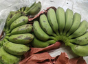 果迎鲜苹果蕉 胖香蕉 广西苹果蕉 新鲜水果 粉蕉 小米蕉 小米蕉9斤 实拍图