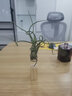 叹为观止空气凤梨鲁布拉无土植物桌面绿植盆栽办公室内花卉 试养款(一个ID限拍一个) 含盆 实拍图