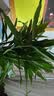 花翁富贵竹水培绿植招财转运室内客厅水养花卉盆栽植物文昌竹源头直发 实拍图