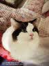 伊萨冀师傅猫粮 成猫幼猫猫粮全阶段通用猫粮 冀师傅10kg牛肉味 实拍图