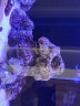 贝拉缘免爆藻活石新鲜高钙深海活石海水缸鱼缸开缸造景多孔微生物集聚 甄选精品3斤 晒单实拍图