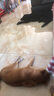 喵先生狗笼中大型犬小型犬狗笼子带厕所家用宠物狗窝围栏狗屋狗狗用品 四面全方管加固款 96*64*85cm 实拍图