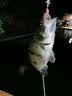 海盗船路亚 10条装路亚饵软饵假饵T尾鱼软鱼德州钓组铅头钩淡水鳜鱼桂花鱼桂 8厘米 橘红灯鱼 10条 实拍图
