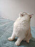 玄鸟猫梳子去浮毛猫毛梳狗梳子梳毛排梳开结梳布偶长毛猫咪梳宠物梳子 密齿排梳【L号】 实拍图